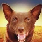 Reddog64's Profile Picture