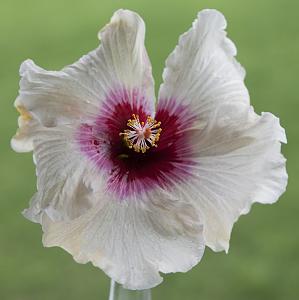 Click image for larger version

Name:	Hibiscus.jpg
Views:	42
Size:	463.3 KB
ID:	1155