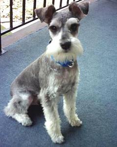 Click image for larger version

Name:	Schnauzer.jpg
Views:	36
Size:	21.4 KB
ID:	1353