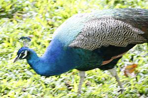 Click image for larger version

Name:	Peacock.JPG
Views:	2
Size:	3.45 MB
ID:	1461