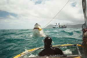 Click image for larger version

Name:	Great White 3.jpg
Views:	11
Size:	92.0 KB
ID:	1609