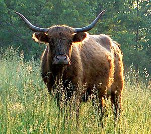 Click image for larger version

Name:	highlandcattle_cow.jpg
Views:	46
Size:	305.1 KB
ID:	858