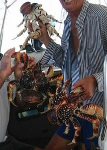Click image for larger version

Name:	Big_coconut_crabs1.jpg
Views:	79
Size:	38.0 KB
ID:	872