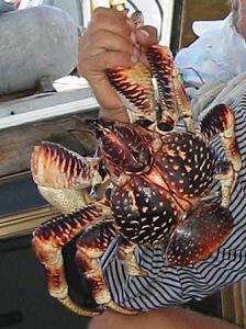 Click image for larger version

Name:	Big_coconut_crab2.jpg
Views:	70
Size:	52.4 KB
ID:	873