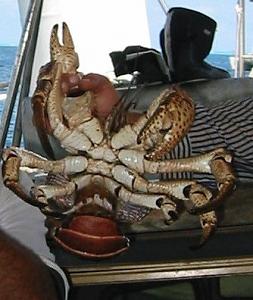 Click image for larger version

Name:	Big_coconut_crab3.jpg
Views:	52
Size:	36.8 KB
ID:	874