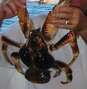 Click image for larger version

Name:	Big_coconut_crab4.jpg
Views:	58
Size:	35.0 KB
ID:	875