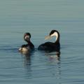 The wildlife we saw today, December 2nd 2011. included Momma and adolescent Grebe.