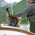 Ship's Cat helps look for the anchorage aboard Schooner Mahdee