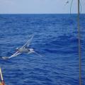 Bermuda Longtail trying to steal the conch off our stern deck.