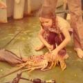 Big lobster on steel deck of Tug ELSBETH
