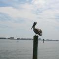 Starboard Pelican